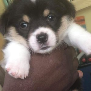 Meet your Posher, Audrey